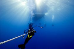 This image was taken during a Tiger/Great Hammerhead Shar... by Karl Dietz 